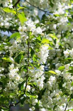 beyaz çiçekler apple yakın çekim doğa manzara
