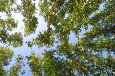 orman manzaralı aşağıdan gökyüzüne huş ağacı