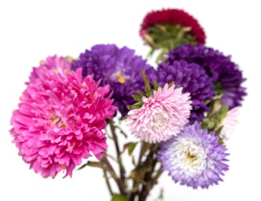 Beyaz arka plan üzerinde izole aster çiçekler