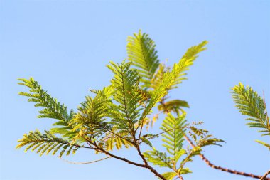 yeşil akasya gökyüzü arka plan üzerinde bırakır