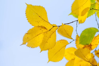 yakın çekim manzara sonbahar sarı ve yeşil yaprak