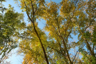 güzel sonbahar orman manzara doğa