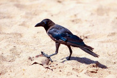 karga yiyecek bulmak kum plaj
