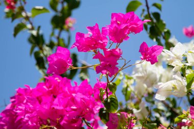 Bougainvillea çiçek mavi gökyüzü arka plan üzerinde
