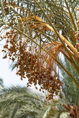 tarihleri bir palmiye ağacı doğa üzerinde büyümek