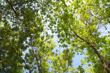 yeşil bir ağaç yaprak aşağıdan gökyüzüne