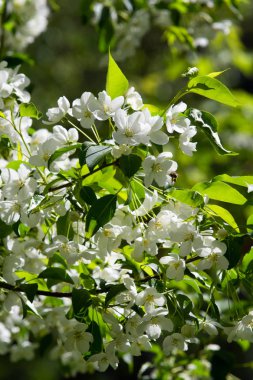 beyaz çiçekler apple yakın çekim doğa manzara