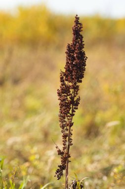 vahşi kuzukulağı doğa tohumları Kuru