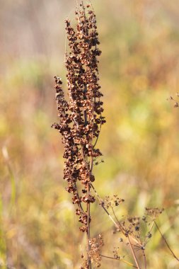 vahşi kuzukulağı doğa tohumları Kuru