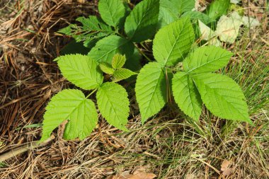 portre genç yeşil ahududu yaprakları