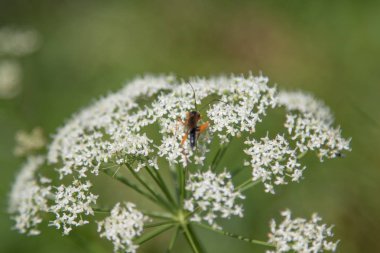 aegopodium bulanık yeşil zemin üzerine çiçek
