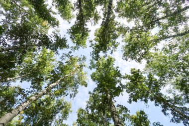 orman manzaralı aşağıdan gökyüzüne huş ağacı