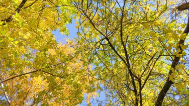 ağaç görünümünü aşağıdan gökyüzüne sonbahar manzara bırakır