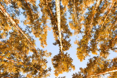 gökyüzü sonbahar arka planı sarı huş ağacı yaprakları