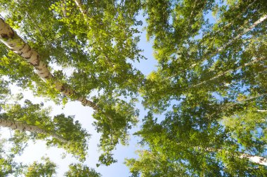 orman manzaralı aşağıdan gökyüzüne huş ağacı