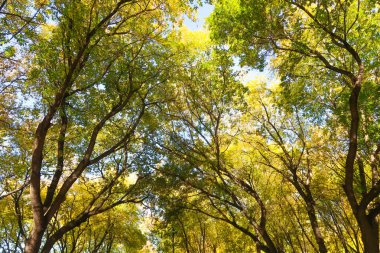 ağaç görünümünü aşağıdan gökyüzüne sonbahar manzara bırakır