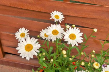 gri bir ahşap zemin üzerine beyaz papatya çiçekler Buket