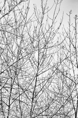 ağaçlar üzerinde gökyüzü arka plan sonbahar yaprakları olmadan