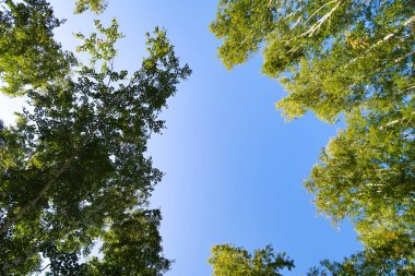 orman manzaralı aşağıdan gökyüzüne huş ağacı