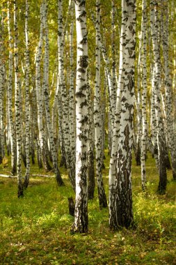 Sarı huş ağacı orman, geç sonbahar doğa manzara