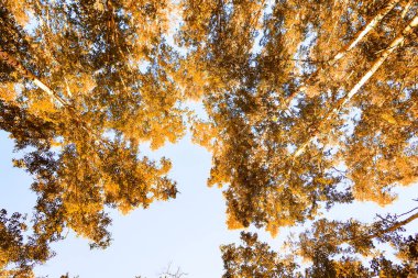 gökyüzü sonbahar arka planı sarı huş ağacı yaprakları