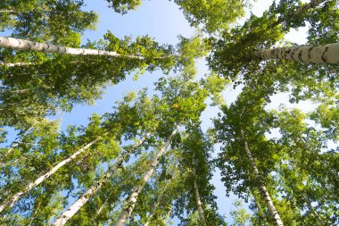 orman manzaralı aşağıdan gökyüzüne huş ağacı