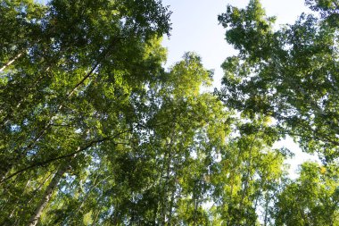 orman manzaralı aşağıdan gökyüzüne huş ağacı