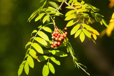 bir ağacın rowanberry kartopu sonbaharın kırmızı meyveler