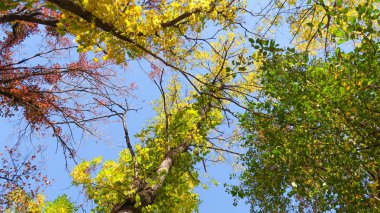 ağaç görünümünü aşağıdan gökyüzüne sonbahar manzara bırakır