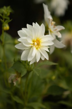 parlak çiçekler doğaya yakın çekim