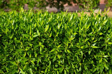 yeşil çit arka plan çay yaprakları.