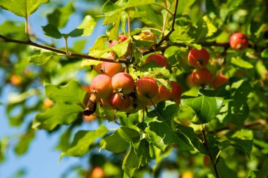 ağaç üzerinde olgunlaşmış küçük elma