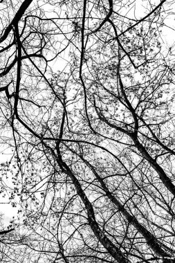 Beyaz arkaplanda ağaç dalları silueti