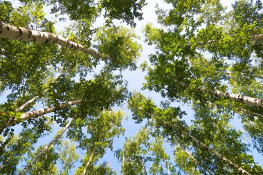 orman manzaralı aşağıdan gökyüzüne huş ağacı