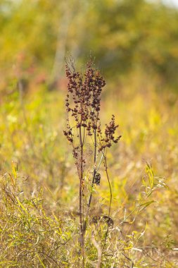 vahşi kuzukulağı doğa tohumları Kuru