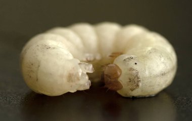 siyah bir zemin üzerine beyaz ipekböceği tırtıl