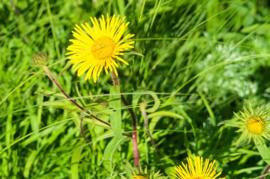 sarı yeşil çimen çiçek