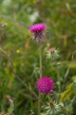 Thistle çiçek closeup doğa