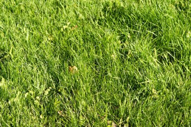 bulanık bokeh arka planı yeşil çimen