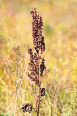vahşi kuzukulağı doğa tohumları Kuru