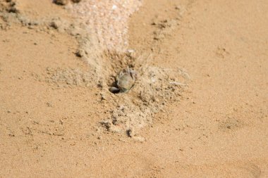 burrows kum üzerinde kum yengeç