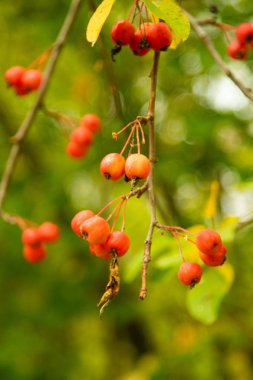 ağaç üzerinde olgunlaşmış küçük elma