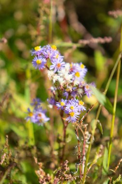 mavi küçük kır çiçekleriyle doğa