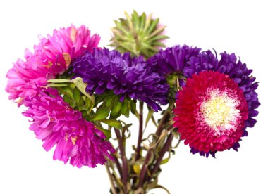 Beyaz arka plan üzerinde izole aster çiçekler