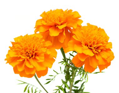 Tagetes beyaz arka plan üzerinde izole çiçek