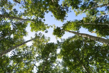 orman manzaralı aşağıdan gökyüzüne huş ağacı