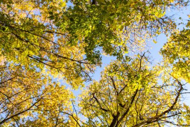 ağaç görünümünü aşağıdan gökyüzüne sonbahar manzara bırakır