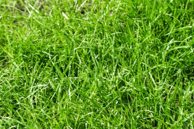 bulanık bokeh arka planı yeşil çimen