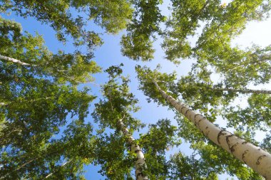 orman manzaralı aşağıdan gökyüzüne huş ağacı