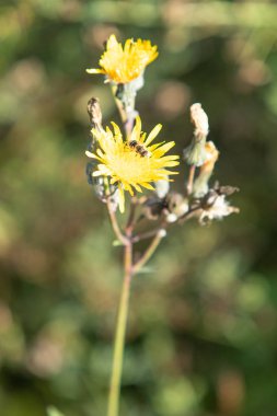 sarı çiçek alan karahindiba